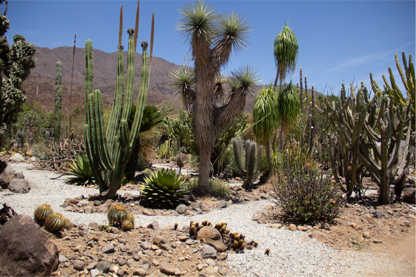 Cactibiosfera Slider 3