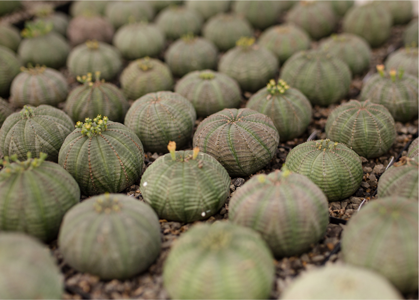 Cactibiosfera Slider 7