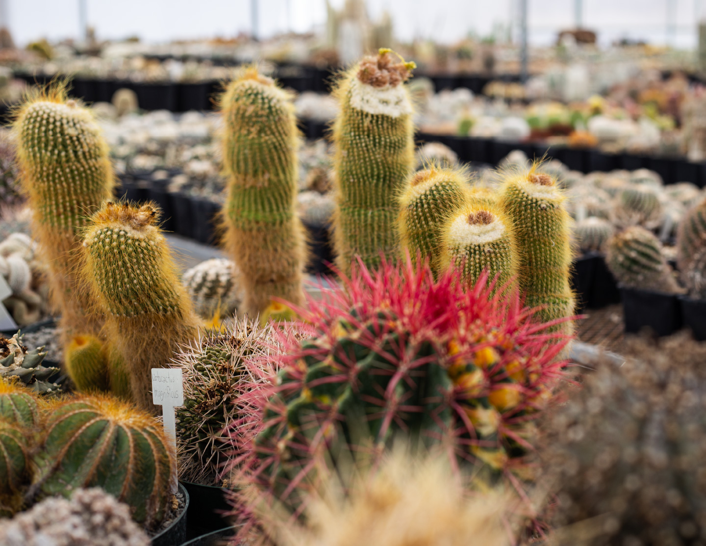 Cactibiosfera Slider 17