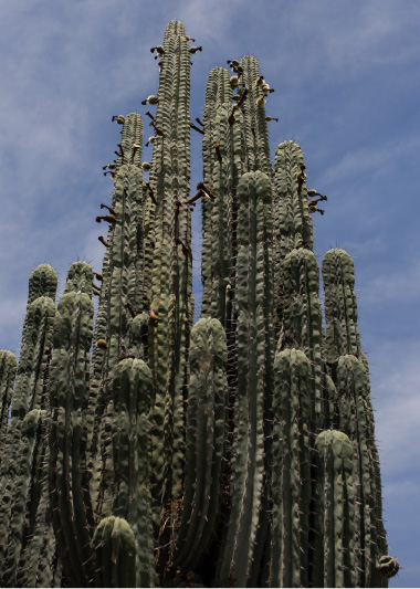 Cactibiosfera Historia